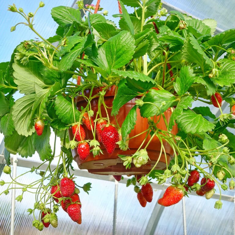 How-to-Plant-and-Grow-Strawberries-in-Hanging-Baskets-featured-768x768 каскадна ягода