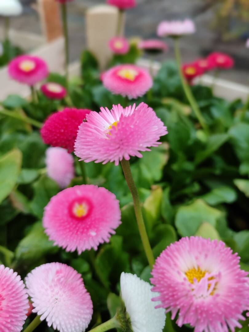 IMG_20250301_165429 парички