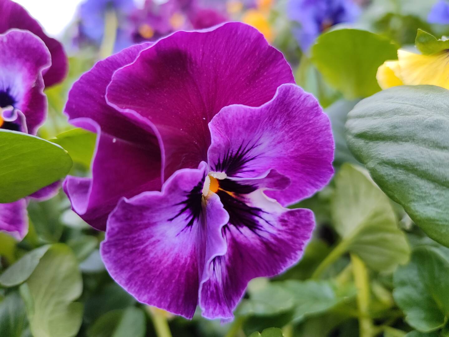 IMG_20250301_165833 (1)