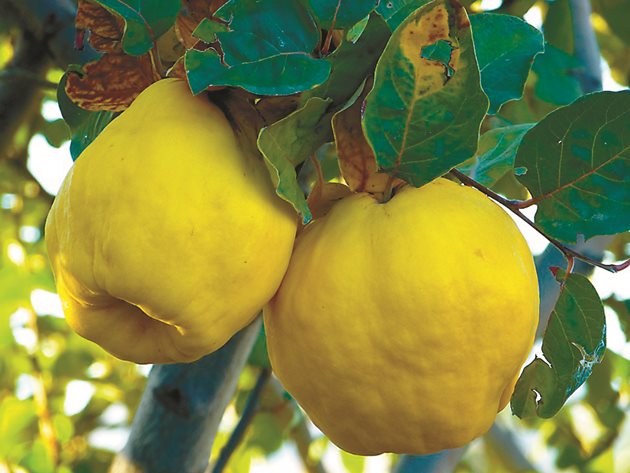 Image_9084466_811_0 дюля