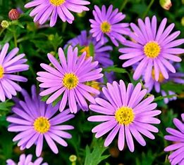 OIP (1) брахикоме