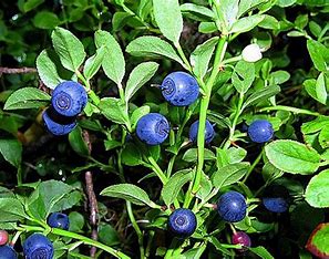 OIP (20) боровинка