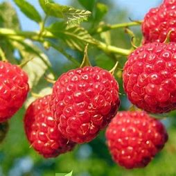 OIP (21) малина херетидж