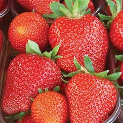 OIP (22) ягода Скала