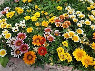 OIP (3) газания