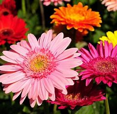 OIP (4) гербер