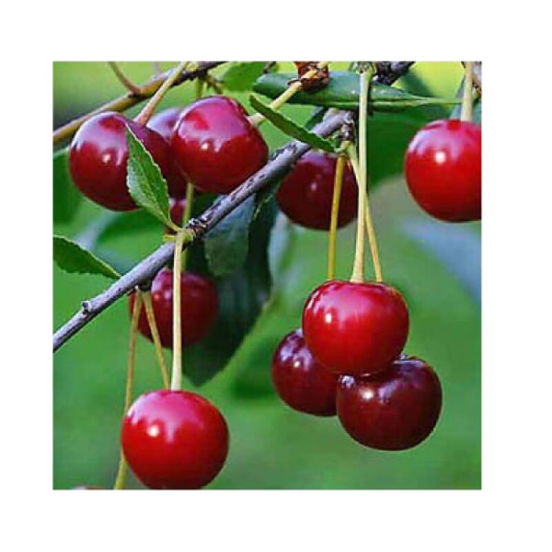 Visna-Keleris-800x800 вишна