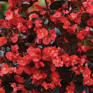 begonias бегония sally