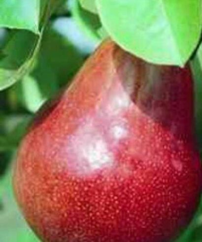 chervena-vilyamova-maslovka-410x492 круша червена масловка