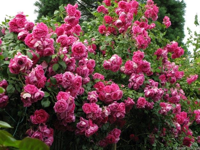 f59625ad3db7e2ca55f097f3656e0b77 рози - влачещи