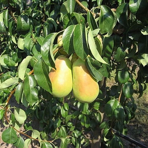 jifardova-maslovka3-500x500_0 круша жифардова масловка