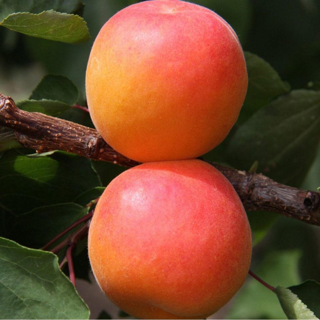 kaisii-sort-kioto-razsad-1024x1024 кайсия харкот