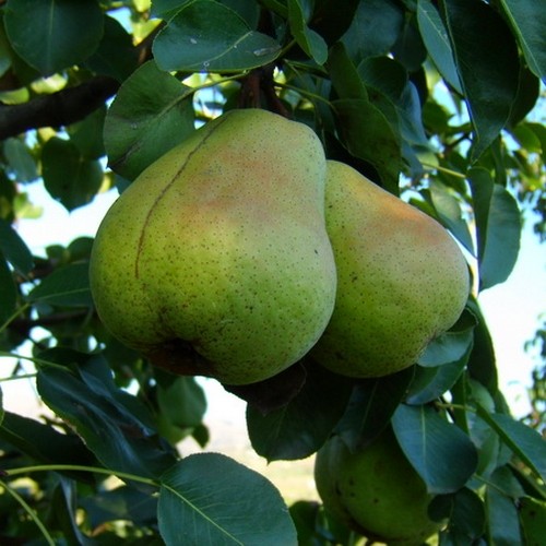 popska6-500x500_0 круша попска