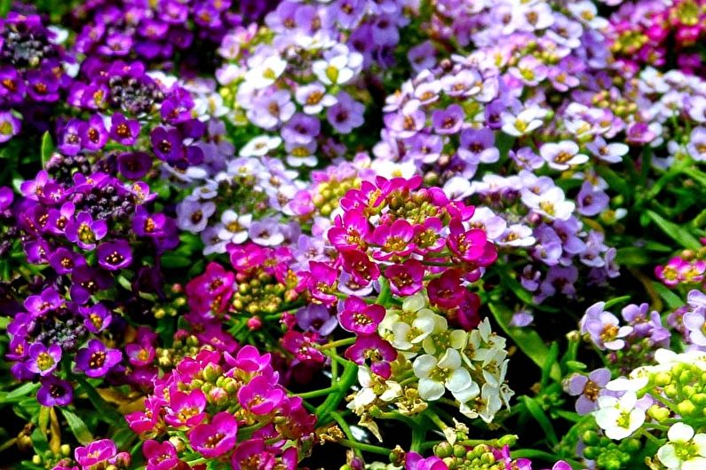 post_819_27461 алисум