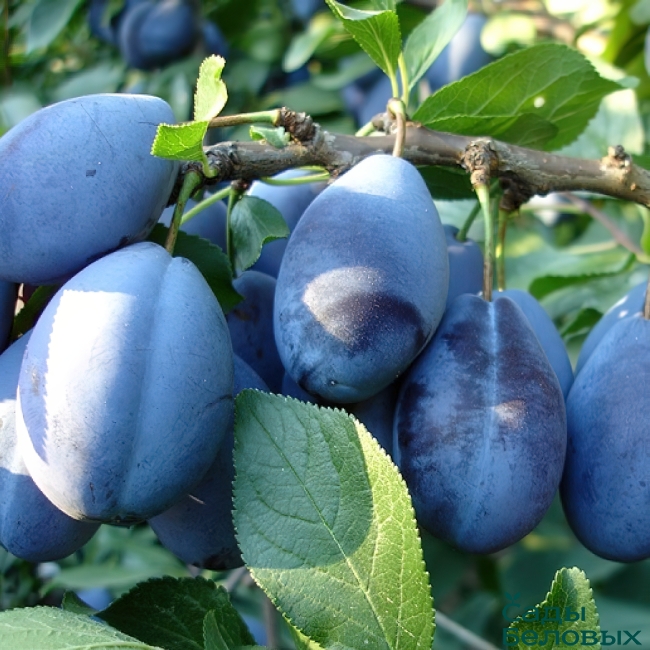 prunus-stanley-650x650 слива стенлей