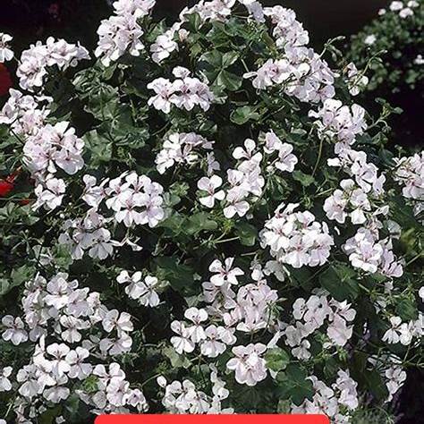 th (10) алпийско сакъзче