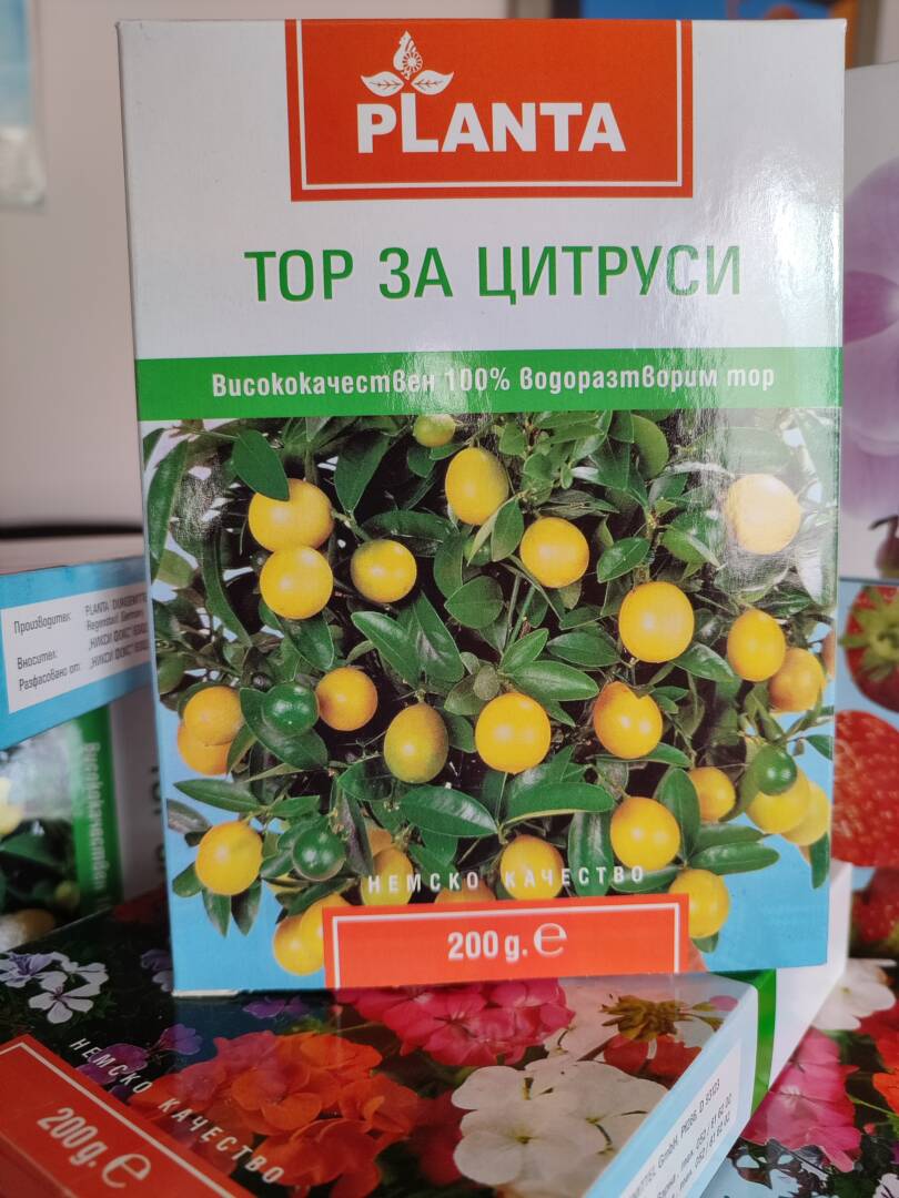 IMG_20250411_091521 цитруси