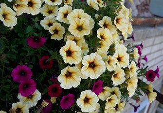 OIP (31) петхоа