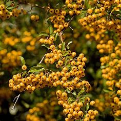 OIP (44) пираканта жълта