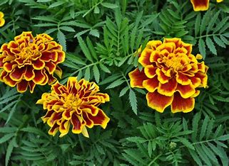 fayl za izteglyane (6) тагетис турта