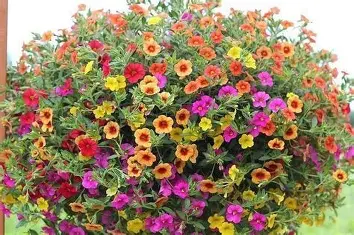 OIP (2) калибрахое във висяща саксия