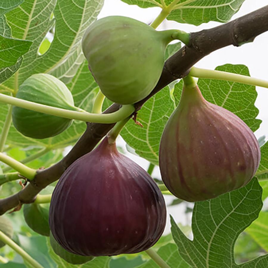 ficus_carica_brunswick_fuge_3 смокиня брунсуик