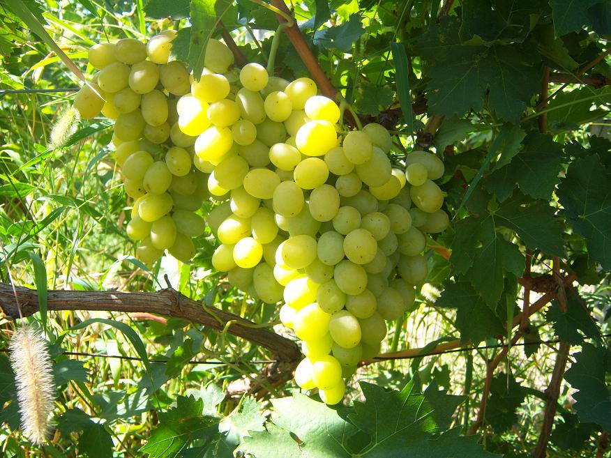 ª´¾ÈÒÜæðú",6@JT^hr|¤®¸Â лоза брестовица