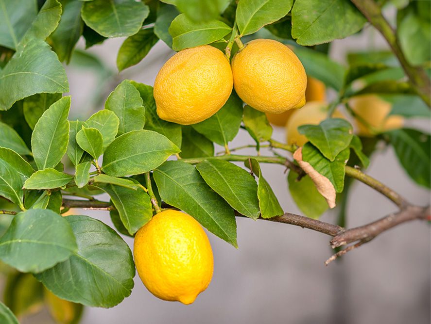 HG24-EurekaLemon лимон