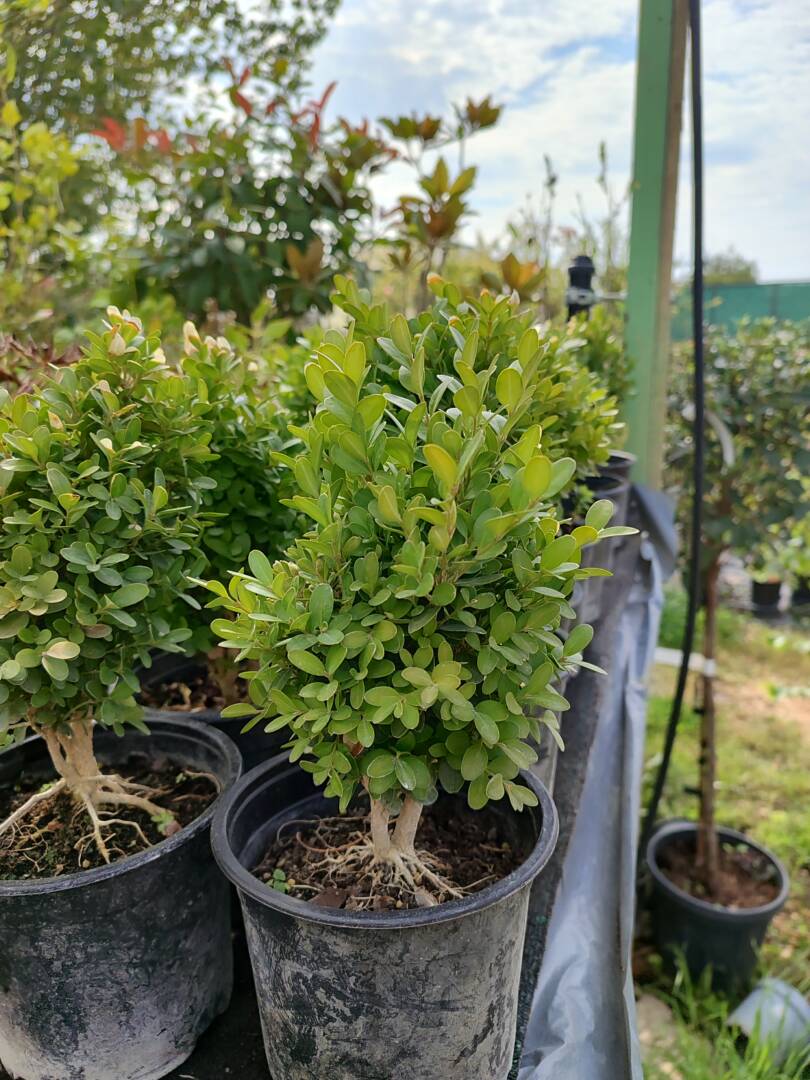 IMG_20251001_110937 чимшир