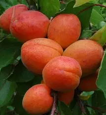 OIP (14) кайсия силистренска