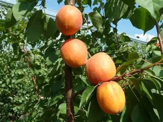 OIP (15) кайсия фарбали