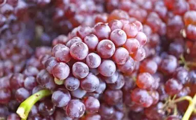 OIP (18) лоза кралски рубин