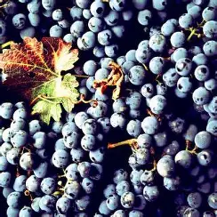 OIP (20) лоза хамбурски мискет