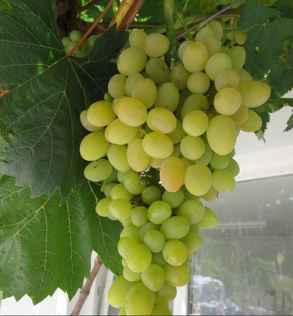 avgustin лоза елица