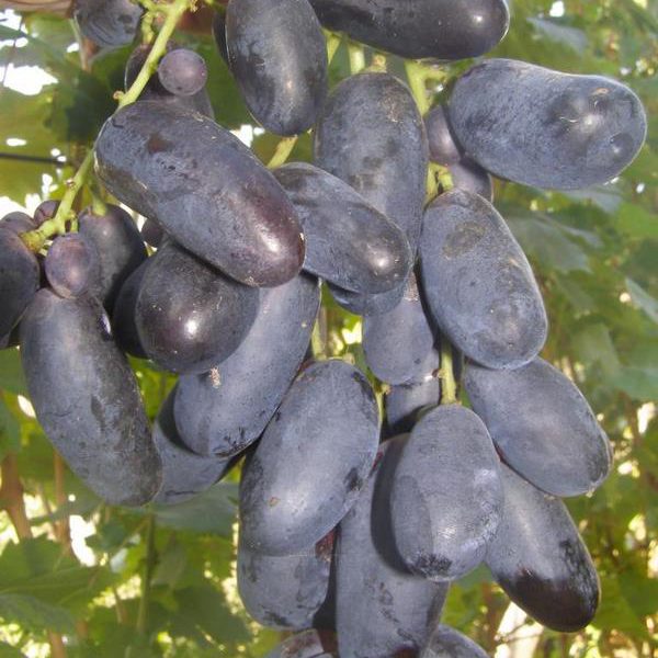 velika-600x600 лоза велика