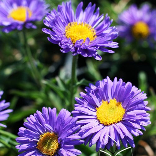 Aster-alpinus-Dunkle-Schone-Vaso-810cm алпийска астра