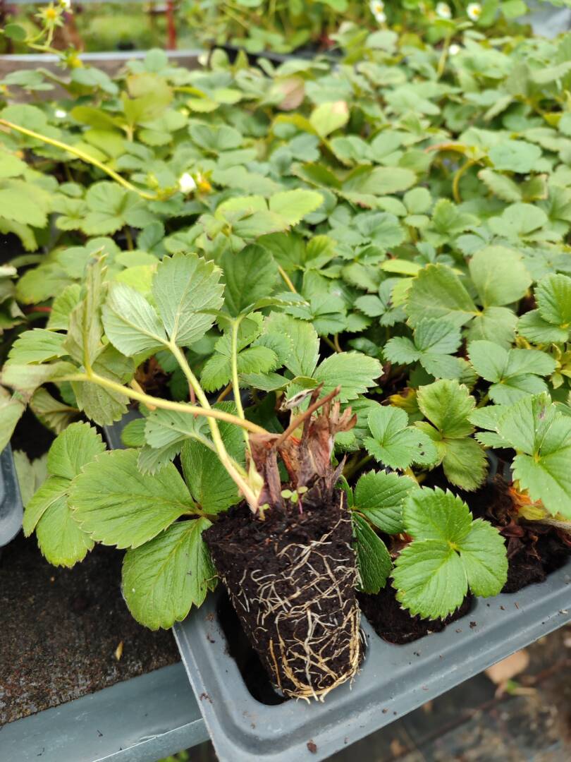 IMG_20251106_122335 каскадна ягода