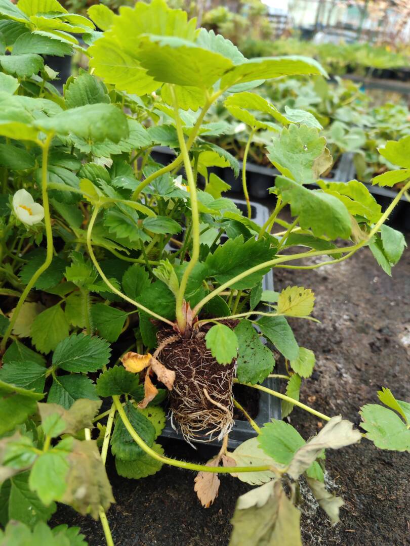 IMG_20251106_122408 ягода азия