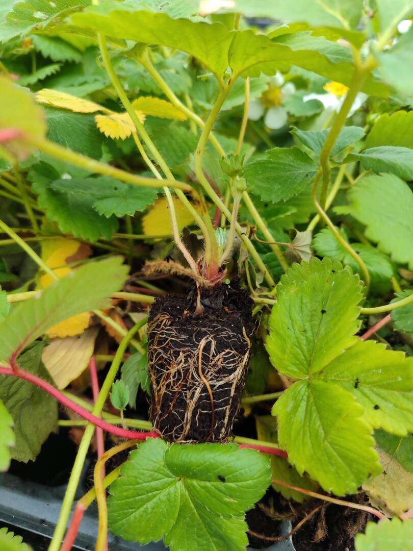 IMG_20251106_124538 ягода скала