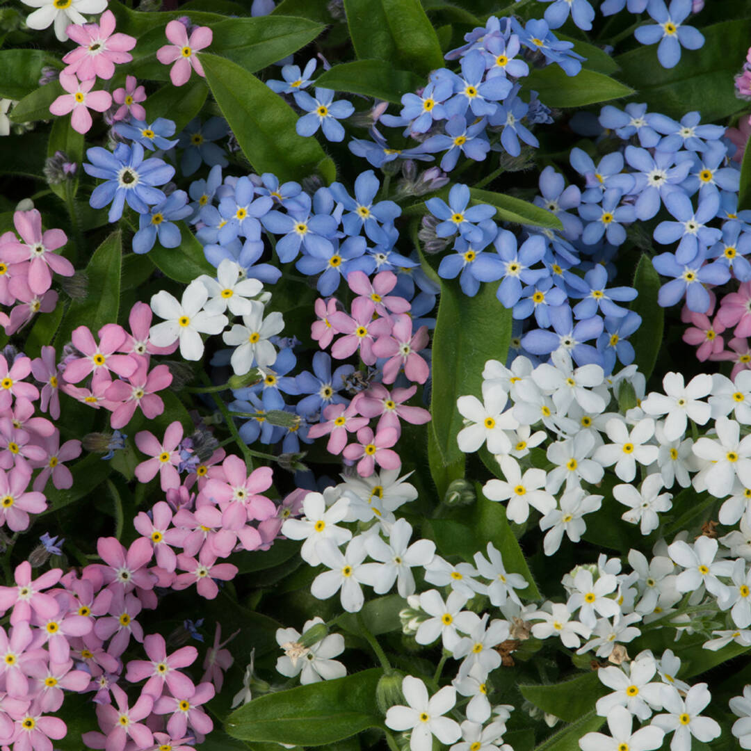 Myosotis_Mixed_3000110__88260 незабравка
