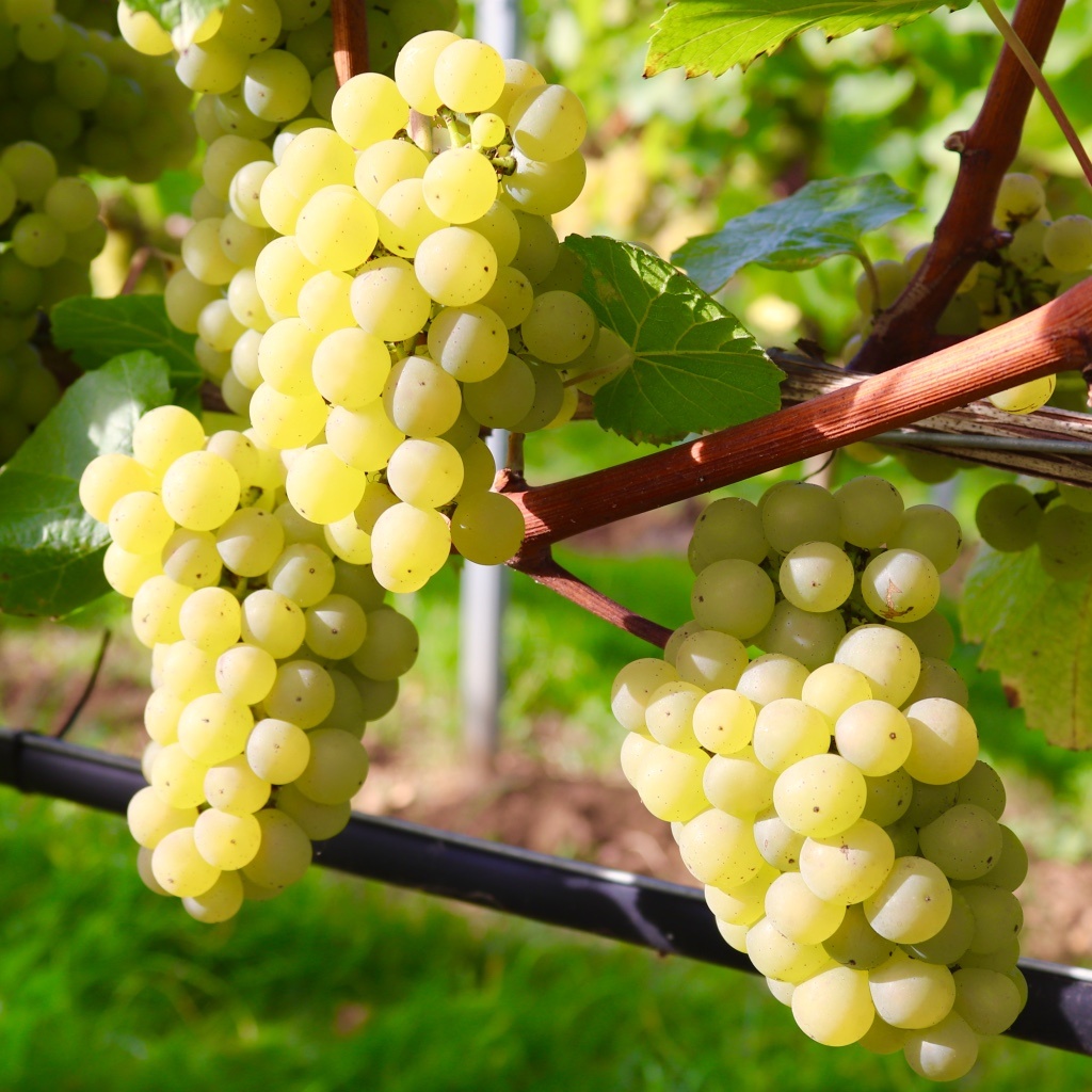 R (16) лоза шардоне