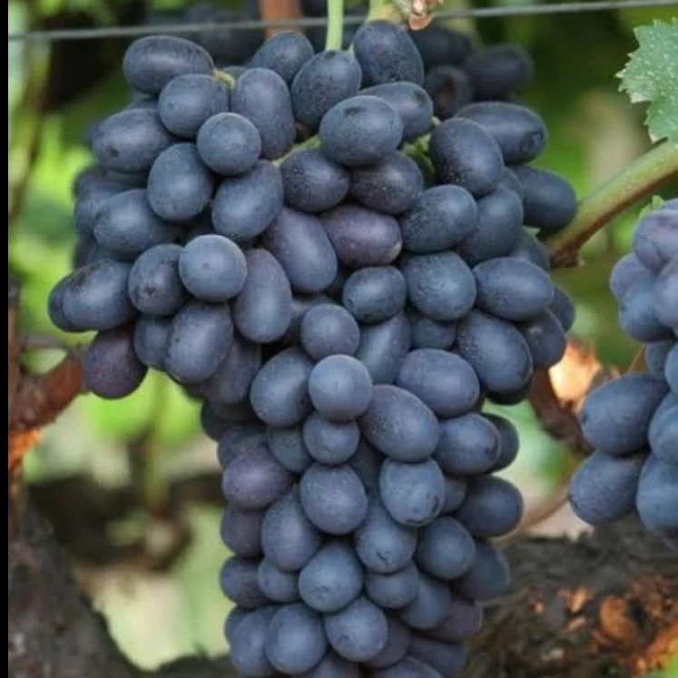 image_05c1e19f-f159-4558-bbb6-5d51373ed92a лоза блек пърл