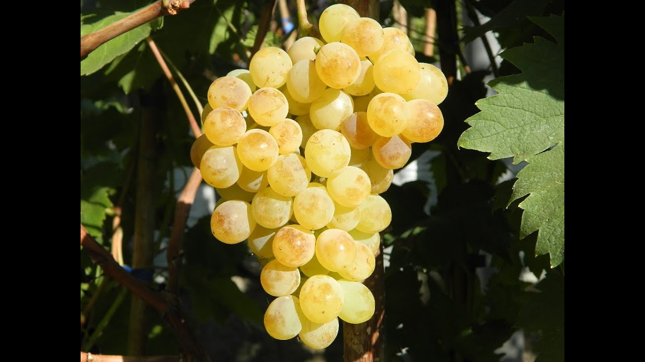 maxresdefault (2) лоза кондарев 6