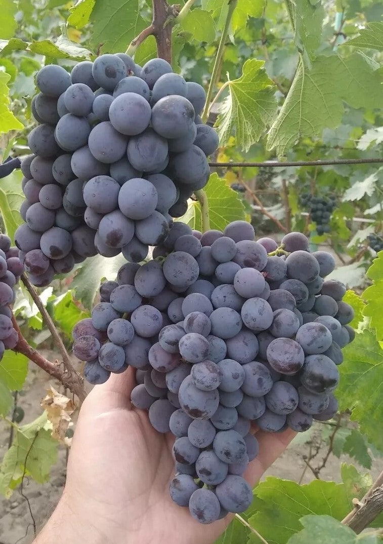 rusalka-3 Лоза русалка 3