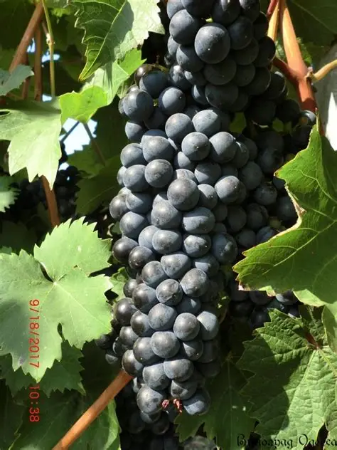 th лоза рубин