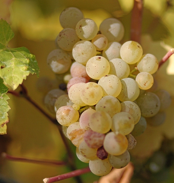 white-wine-grape-varieties-vineyard-bulgaria-vinen-sort-beli-lozi-traminer лоза траминер