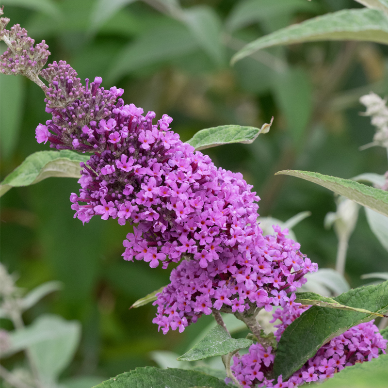 Buddleja-davidii-‘Buzz-Lavender