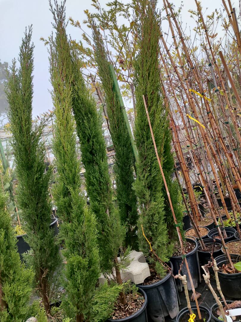 IMG_20251128_084909 кипарис тотем