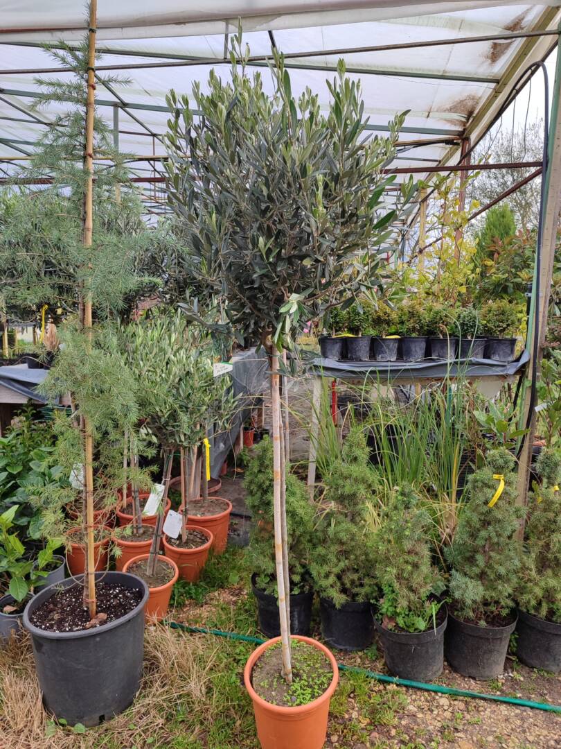 IMG_20251205_092137 маслина