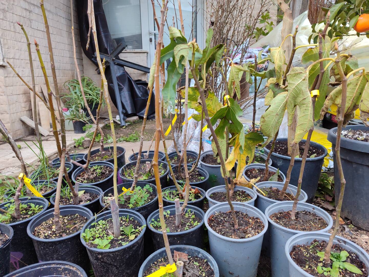 IMG_20251208_154701 смокиня